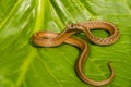 A close up of a Northern Brown Snake Royalty Free Stock Photo