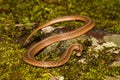A close up of a Northern Brown Snake Royalty Free Stock Photo