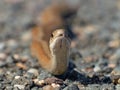 Northern Brown Snake Front View 2 Royalty Free Stock Photo