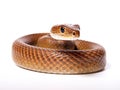 Ai Generated illustration Wildlife Concept of Northern Brown Snake Royalty Free Stock Photo