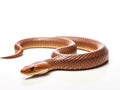 Northern Brown Snake Royalty Free Stock Photo