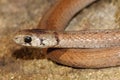 Northern Brown Snake Storeria dekayi Royalty Free Stock Photo