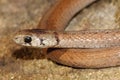 Northern Brown Snake Storeria dekayi