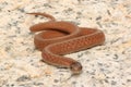 Northern Brown Snake (Storeria dekayi) Royalty Free Stock Photo