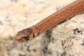 Northern Brown Snake (Storeria dekayi)