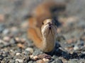 Northern Brown Snake Tongue Flick 2 Royalty Free Stock Photo