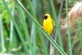 Northern brown-throated weaver, Mabamba Bay, Uganda Royalty Free Stock Photo