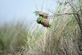 Northern brown-throated weaver nests, Mabamba Bay, Uganda