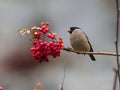 Northern bullfinch, Pyrrhula pyrrhula Royalty Free Stock Photo