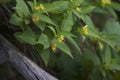 Northern Bush Honeysuckle  809828 Royalty Free Stock Photo