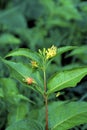 Northern Bush Honeysuckle   48270 Royalty Free Stock Photo