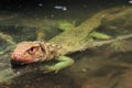 Northern caiman lizard