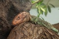 Northern caiman lizard Dracaena guianensis Royalty Free Stock Photo