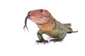 Northern caiman lizard, Dracaena guianensis Royalty Free Stock Photo