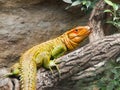Northern caiman lizard sitting on the tree