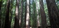 Northern California Redwood Forest