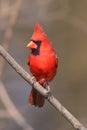 Northern Cardinal