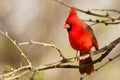 Northern Cardinal Royalty Free Stock Photo