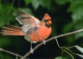 Northern Cardinal