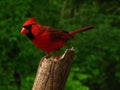 Northern Cardinal Royalty Free Stock Photo