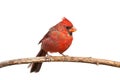 Northern Cardinal