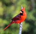 Northern Cardinal Royalty Free Stock Photo