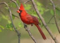 Northern Cardinal