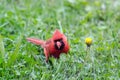 Northern Cardinal Royalty Free Stock Photo