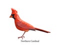 Northern cardinal bird with bright red feather Royalty Free Stock Photo