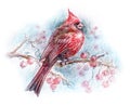 Northern cardinal bird drawing