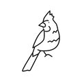 northern cardinal bird exotic line icon vector illustration Royalty Free Stock Photo