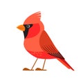 Northern cardinal is a bird in the genus Cardinalis, it is also known as the redbird. Songbird Cartoon flat style Royalty Free Stock Photo