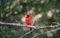 Northern Cardinal bird, Monroe, Georgia, USA Royalty Free Stock Photo