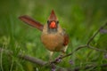 Northern cardinal bird perched atop a sturdy branch of a tree. Royalty Free Stock Photo