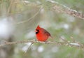 Northern Cardinal bird perched in tree with snow, Georgia, USA Royalty Free Stock Photo