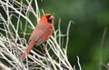 Northern Cardinal bird at Phinizy Swamp Nature Park; Richmond County, Georgia birding