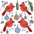 Northern cardinal birds and christmas elements doodle collection. Perfect for T-shirt, stickers, textile and print. Hand drawn Royalty Free Stock Photo