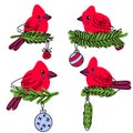 Northern cardinal birds on christmas tree branch doodle collection. Perfect for T-shirt, stickers, textile and print. Hand drawn Royalty Free Stock Photo