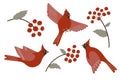 Northern cardinal birds and red berries vector set. Cute flying Red cardinal songbirds and rowan tree branches with