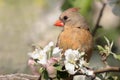 Northern Cardinal (cardinalis) Royalty Free Stock Photo