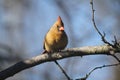 Female Cardinal Perched on Branch in Sunshine 5 - Cardinalis cardinalis Royalty Free Stock Photo