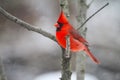 Brightly Vibrant Red Male Cardinal - Cardinalis cardinalis Royalty Free Stock Photo