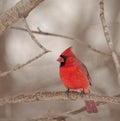 Northern Cardinal (Cardinalis cardinalis) Royalty Free Stock Photo