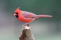 Northern Cardinal (cardinalis cardinalis) Royalty Free Stock Photo