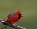 Northern Cardinal (cardinalis cardinalis) Royalty Free Stock Photo