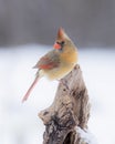 Northern Cardinal - Cardinalis cardinalis female perched on a snow covered branch in winter Royalty Free Stock Photo