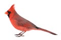 Northern Cardinal, Cardinalis cardinalis, Isolated Royalty Free Stock Photo