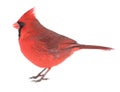 Northern Cardinal, Cardinalis cardinalis, isolated Royalty Free Stock Photo