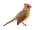 Northern Cardinal, Cardinalis cardinalis, isolated Royalty Free Stock Photo