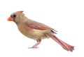 Northern cardinal - Cardinalis cardinalis - isolated cutout on white background Royalty Free Stock Photo